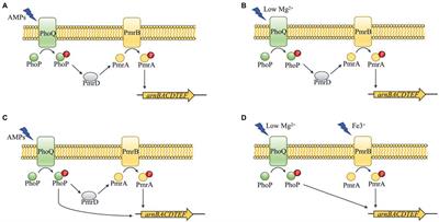 The Role of the Two-Component System PhoP/PhoQ in Intrinsic Resistance of Yersinia enterocolitica to Polymyxin